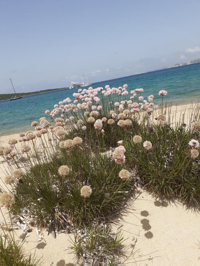 Gli Olivastri Con Piscina,Solarium, Vista Mare ,Sole -Mare E Tanta Natura ,Climatizzatore,Wifi อาเญ็นตู ภายนอก รูปภาพ